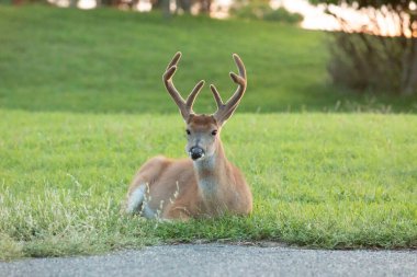 Gün batımında Sandy Hook 'taki Hancock Kalesi' nin çimlerinde büyük beyaz kuyruklu bir geyik geyiği yatıyor.