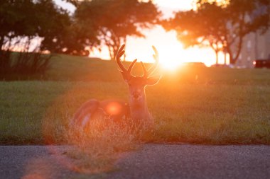 A large white-tailed deer buck lies in the grass at Fort Hancock on Sandy Hook at sunset clipart