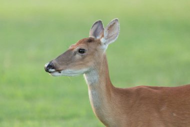 Sandy Hook 'taki Hancock Kalesi' nde beyaz kuyruklu geyik geyiğinin yakın çekimi.