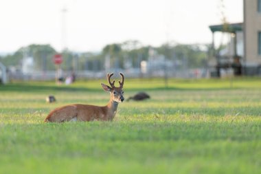 A white-tailed deer buck rests in the grass at Fort Hancock on Sandy Hook. clipart