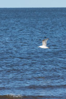 Issız bir martı, Raritan Körfezi 'nin sakin sularında süzülerek Ağustos 2024' te New Jersey kıyı şeridi boyunca yazın özünü yakalar..