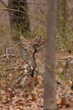 Bir bahar günü ormanda beyaz kuyruklu bir geyik yatar..