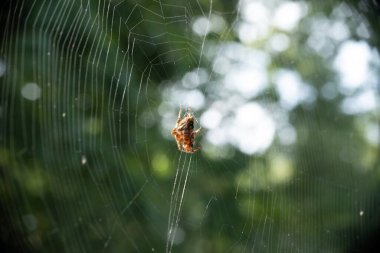 An Orb Weaver Spider in its web built on a deck in Central New Jersey