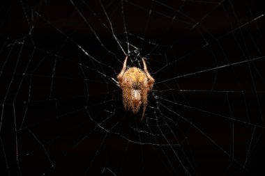 An Orb Weaver Spider in its web built on a deck in Central New Jersey