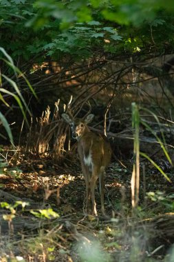 Beyaz kuyruklu geyik geyiği kıtır bir sonbahar gününde New Jersey ormanında durur.