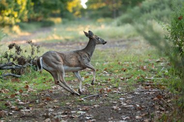 Ürkmüş beyaz kuyruklu bir geyik ormandan bir açıklığa doğru koşar.