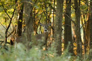Sonbahar boyunca New Jersey ormanının ortasında beyaz kuyruklu geyik geyiği duruyor.
