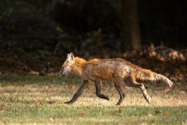 A Red Fox with hair loss from sarcoptic mange stands outside on a sunny day, in a clearing near the woods. clipart