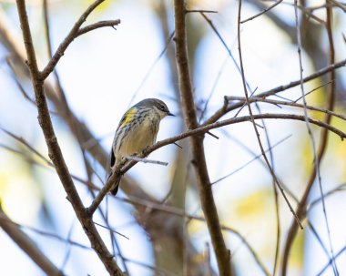 A Yellow-rumped warbler perches on a branch in a tree. Little bits of yellow, fall foliage are blurred in the background. clipart