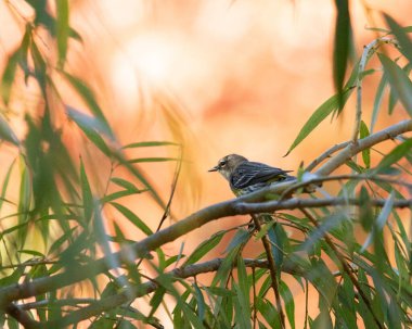 A Yellow-rumped warbler perches on a branch in a willow tree. The warm, colorful fall foliage is blurred in the background. clipart