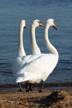 A bevy of mute swans stands together near the Raritan Bay in Keyport, New Jersey. The angle of the photograph makes it seem as if it's a swan with three heads. clipart