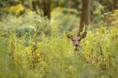 Ormandaki yeşil çalıların arasından beyaz kuyruklu bir geyik görülür. Sanki kameraya bakarken 