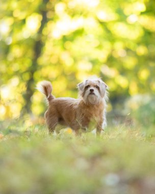Kırmızı renkli melez bir köpek ormandaki çimlerin üzerinde duruyor. Arka planda sonbahar yapraklarının sıcak renkleri bulanıklaşır.