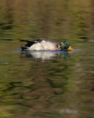 Erkek bir Mallard ördeği, ya da Drake, kafasındaki kaşıntıyı kaşımış gibi görünüyor. Çevredeki sıcak sonbahar yaprakları suya yansıyor..