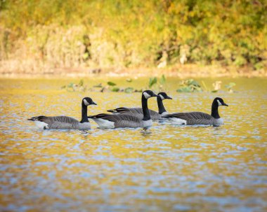 Dört Kanada kazları sonbaharda bir gölette yüzerler. Çevredeki sıcak ve renkli yapraklar suya yansıyor..
