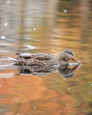 Dişi bir yaban ördeği ya da tavuk, sakin bir sonbahar göletinde yüzer. O, sıcak ve renkli sonbahar yapraklarıyla birlikte suya yansıyor..