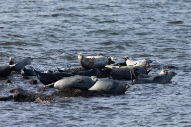 A herd of seals can be seen hauled out on the rocks in the bay off the coast of Sandy Hook, New Jersey. A combination of Harbor, Grey, and Harp seals can be seen during this annual migration. clipart