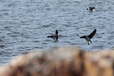 Küçük bir kaz türü olan üç Brant 'ın, New Jersey Sandy Hook sahilindeki Raritan Körfezi' ne indiği görüldü..