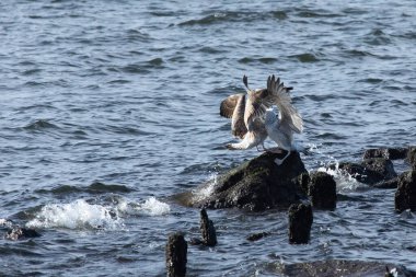 Two gulls are seen fighting over a spot on a rock to rest on in the Raritan Bay off the coast of Sandy Hook, New Jersey. clipart