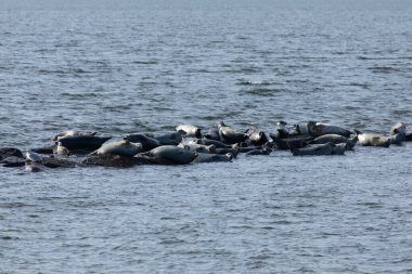 Bir fok sürüsünün, New Jersey Sandy Hook sahilinin açıklarındaki körfezdeki kayalıklarda sürüklendiği görülebilir. Yıllık göç sırasında Harbor, Grey ve Harp foklarının bir kombinasyonu görülebilir..