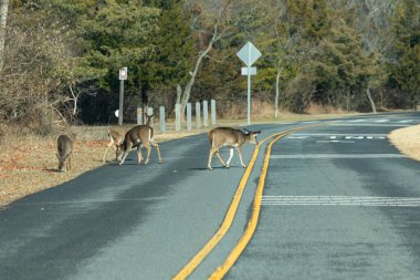 Beyaz kuyruklu geyik yolun ortasında duruyor. Biri arabasının camından yemek attıktan sonra trafiği umursamıyor. Bu Sandy Hook, New Jersey 'de bir sorun..