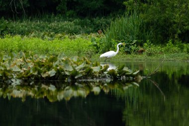 Bir Büyük Beyaz Akbalıkçıl yaz boyunca New Jersey 'de avlanır.