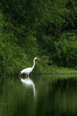 Bir Büyük Beyaz Akbalıkçıl yaz boyunca New Jersey 'de avlanır.