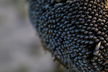 Ayçiçeği hasadı, ayçiçeği yağı üretimi için tohum işleme. Arkaplanda bir sürü ayçiçeği çekirdeği var. Kurumuş ayçiçeği mahsulü.