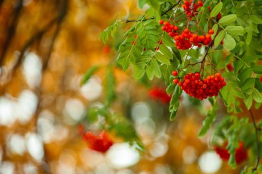 Kırmızı Rowan demetleri. Sarı yapraklar. Sonbaharın parlak renkleri. Güzel ılık sonbahar.