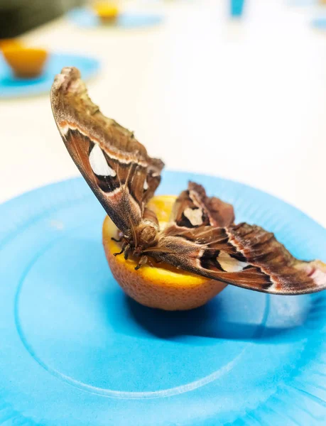 孔雀眼のアタッカスはオレンジを食べる 少女は熱帯性のヒョウ柄が座っている果物を持っています 美しい蝶 — ストック写真