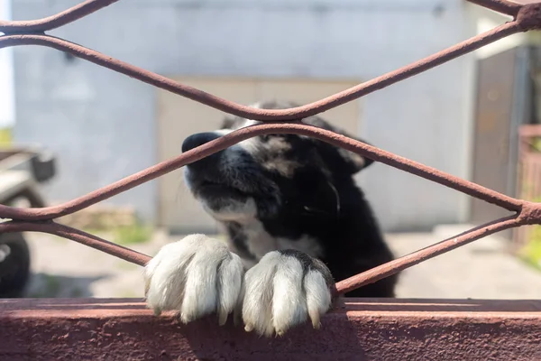 The guard dog put its paws and muzzle over the home fence. An ill-bred animal. A security pet licks the fingers of passers-by. Close-up of white paws and black and white muzzle