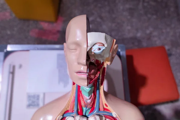 Medical mannequin. A face is created from plastic, showing blood vessels, nerves and muscles. Training of doctors in first aid and knowledge of human anatomy. Eyes, skull, tissues.