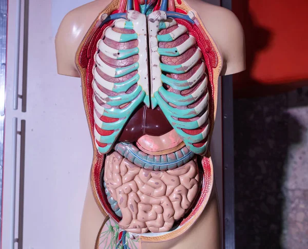 Maniquí Médico Primer Plano Los Órganos Abdominales Creados Partir Plástico — Foto de Stock