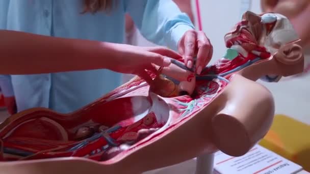 의료용 마네킹 심장과 시스템의 플라스틱 클로즈업 시뮬레이션은 정맥을 보여줍니다 의료인 — 비디오