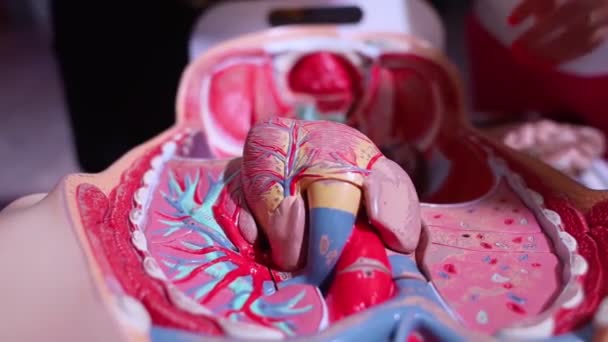 Schaufensterpuppe Schnittansicht Der Atemwege Simuliert Aus Kunststoff Lungen Rippen Herz — Stockvideo