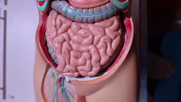 Lékařská Figurína Detailní Záběr Břišních Orgánů Vytvořených Plastu Simulace Lidského — Stock video