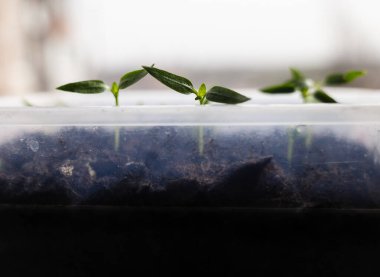 Tohumlar evde. Bir evin pencere eşiğinde büyüyen genç fidelerin yakın çekimi. Oda bakımı, mikro yeşillikler, fidanlar. Genç çan biberi filizleri