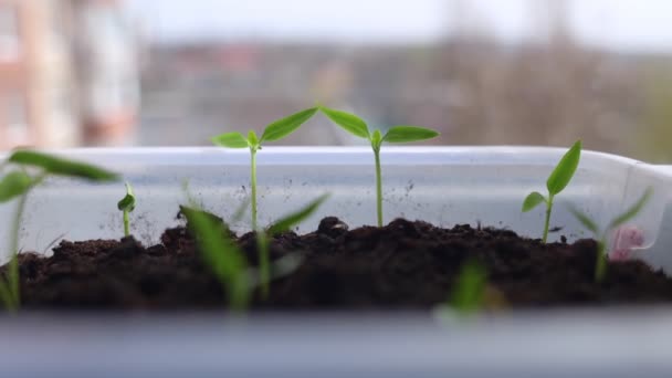 Σίντλινγκς Στο Σπίτι Κοντινό Πλάνο Νεαρών Φυτών Που Φυτρώνουν Στο — Αρχείο Βίντεο