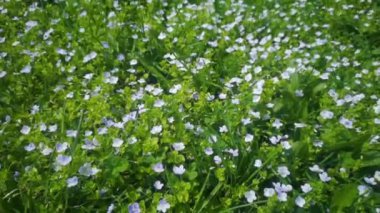 Veronica Alpine yakın plan. Dağlık bölgelerde yetişen beyaz ve mor çiçekler. Transcarpathia, Ukrayna doğası. Mavi renkli kır çiçeği Veronica meyveleri