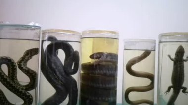 Formaldehit içindeki hayvanlar. Cam kavanozlarda sürüngenler, sürüngenler ve amfibiler. Formaldehit çözeltisiyle doldurulmuş hayvan hazırlıkları. Herpetoloji. Yılanlar ve diğer sürüngenler için laboratuvar.