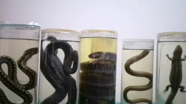 Tiere Formaldehyd Nahaufnahmen Von Reptilien Reptilien Und Amphibien Glasgefäßen Tierische — Stockvideo