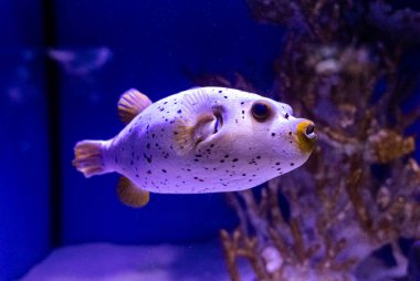 Arothron nigropunctatus. Akvaryumlarda, okyanuslarda ya da okyanuslarda yaşayabilen tropik parlak balıklar. Dalış, dalış, egzotik balıkları gözlemleme.