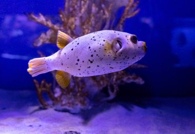 Arothron nigropunctatus. Akvaryumlarda, okyanuslarda ya da okyanuslarda yaşayabilen tropik parlak balıklar. Dalış, dalış, egzotik balıkları gözlemleme.