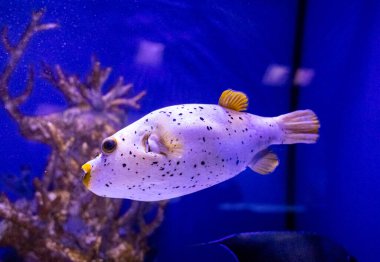 Arothron nigropunctatus. Akvaryumlarda, okyanuslarda ya da okyanuslarda yaşayabilen tropik parlak balıklar. Dalış, dalış, egzotik balıkları gözlemleme.