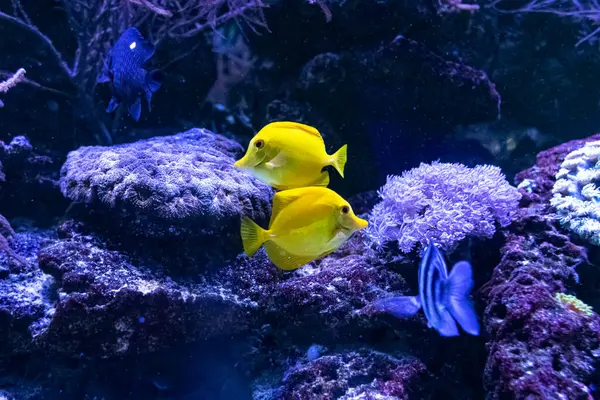 stock image Zebrasoma flavescens or the yellow tang. Tropical bright fish that can live in aquariums, oceanariums or sea, ocean