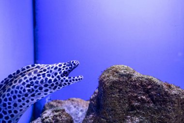 Moray Gymnothorax Favagineus veya Leopar Moray. Akvaryumlarda, okyanuslarda ya da okyanuslarda yaşayabilen tropik parlak balıklar. Dalış, dalış, egzotik balıkları gözlemleme.