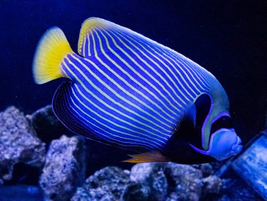 İmparatorluk meleği ya da imparatorluk pomacanthus. Akvaryumlarda, okyanuslarda ya da okyanuslarda yaşayabilen tropik parlak balıklar. Dalış, dalış, egzotik balıkları gözlemleme.