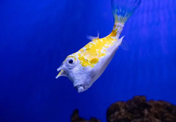 stock image Cowfish or Longhorn Yellow Boxfish. Tropical bright pisces that can live in aquariums, oceanariums or sea, ocean. Snorkeling and diving, observing exotic fish