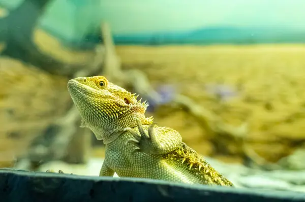 stock image Coastal agama or bearded dragon. The lizard watches zoo visitors from its snake enclosure. Wild animal in captivity, animal cruelty