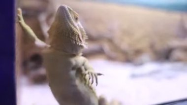 Kıyı agaması ya da sakallı ejderha. Kertenkele, yılan yuvasından hayvanat bahçesi ziyaretçilerini izliyor. Esaret altındaki vahşi hayvan, hayvan zulmü.